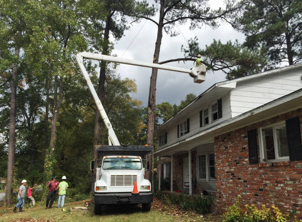 Best Emergency Tree Removal  in Ocean Acres, NJ