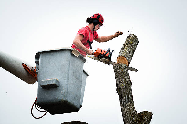 How Our Tree Care Process Works  in  Ocean Acres, NJ